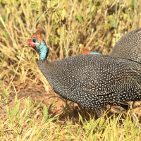 Helmeted Guineafowl